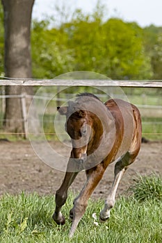 Cute small brown foal running in trot free in the field. Animal in motion. Stallion one week old