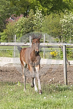 Cute small brown foal running in trot free in the field. Animal in motion. Stallion one week old