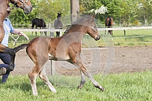 Cute small brown foal running in trot free in the field. Animal in motion. Stallion one week old