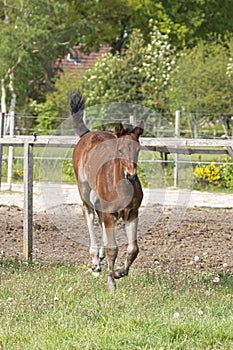 Cute small brown foal running in trot free in the field. Animal in motion. Stallion one week old