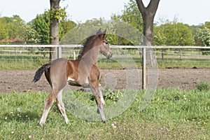 Cute small brown foal running in trot free in the field. Animal in motion. Stallion one week old