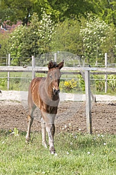 Cute small brown foal running in trot free in the field. Animal in motion. Stallion one week old