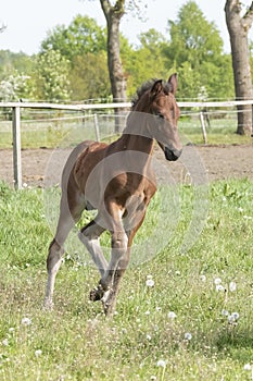 Cute small brown foal running in trot free in the field. Animal in motion. Stallion one week old