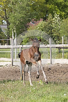 Cute small brown foal running in trot free in the field. Animal in motion. Stallion one week old