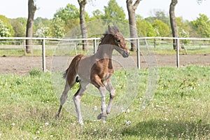 Cute small brown foal running in trot free in the field. Animal in motion. Stallion one week old