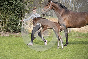 Cute small brown foal running in trot free in the field with his mother. A young woman is running next to the mother horse. Animal