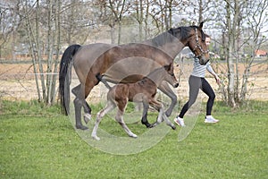 Cute small brown foal running in trot free in the field with his mother. A young woman is running next to the motherhorse. Animal