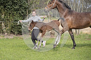 Cute small brown foal running in trot free in the field with his mother. A young woman is running next to the motherhorse. Animal