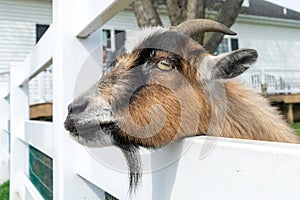 A cute small brown goat peeks though a white fence at a petting zoo in Pennsylvania