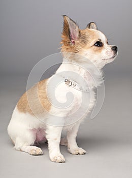 Cute small chihuahua puppy with glamorous collar