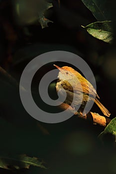 a cute and small common tailorbird (orthotomus sutorius) perching on a branch