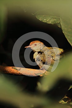 a cute and small common tailorbird (orthotomus sutorius) perching on a branch