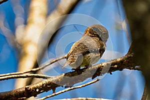 Cute small Cuban pygmy owl (Glaucidium siju) perched on a tree twig