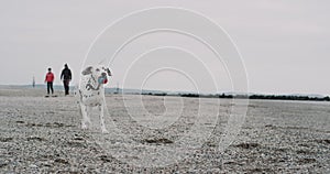 Cute small dalmatian dog have fun time on the beach, playing with a ball and running in front of the camera