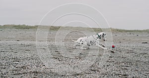 Cute small dalmatian dog playing cute with a small ball on the beach.
