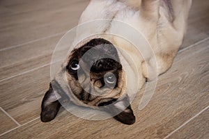 Cute small dog breed pug lying on back and begging to play with it