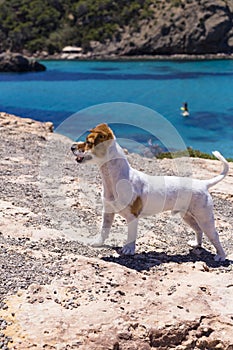 cute small dog having fun in Ibiza with beautiful water background. Summer and holidays concept