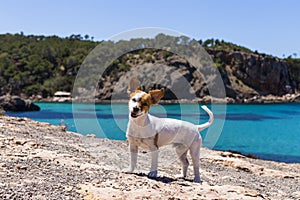 cute small dog having fun in Ibiza with beautiful water background. Summer and holidays concept. Funny ears