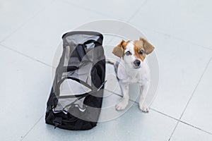 cute small dog with his travel bag ready to get on board the airplane at the airport. Pet in cabin. Traveling with dogs concept