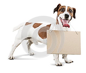 Cute small dog Jack Russell terrier with carton photo