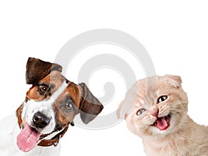 Cute small dog Jack Russell terrier with cat on photo