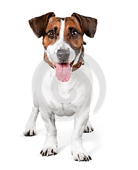 Cute small dog Jack Russell terrier photo