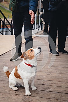 Cute small dog Jack Russell Terrier sitting among a croud of people outdoors