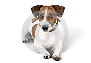 Cute small dog Jack Russell terrier on white photo