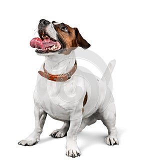 Cute small dog Jack Russell terrier on white photo