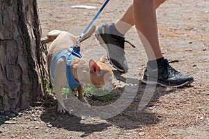 Cute small dog peeing on a tree in an park