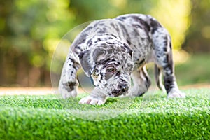 Cute small dog pitbull mixed breed dog black and white polka dots wrinkled face on green lawn beautiful, funny, and very cute. He