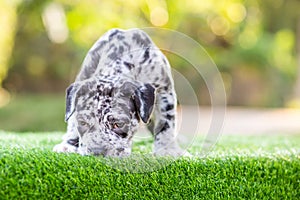 Cute small dog pitbull mixed breed dog black and white polka dots wrinkled face on green lawn beautiful, funny, and very cute. He