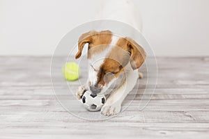 Cute small dog playing with a tennis ball and having fun. Looking at the camera. Pets indoors. Fun and lifestyle