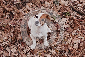 cute small dog portrait looking at the camera. Sitting on brown leaves background. Autumn concept. pets Outdoors