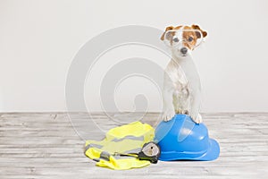 Cute small dog with protection equipment: goggles, standing on a blue helmet, yellow reflective vest and meter. Construction