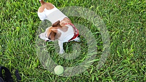 Cute small dog in red Kerchief waiting for the ball game. Looking inviting and wagging the tail. Green grass outdoor