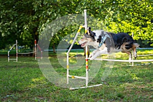 Cute small dog running on agility competition. Dog in an agility competition set up in a green grassy park. Border Collie jumping