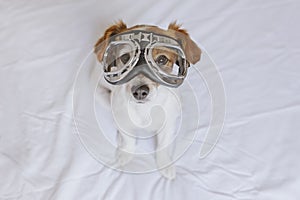 Cute small dog sitting on bed and wearing funny aviator goggles. Pets indoors. Fun at home