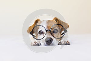 Cute small dog sitting on bed and wearing glasses. Looking intelligent and curious. Pets indoors
