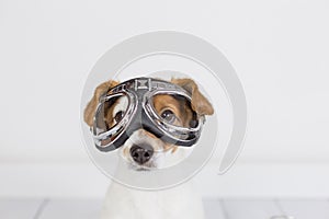 Cute small dog sitting on the floor and wearing funny aviator goggles. Pets indoors. Fun at home, travel concept. White background