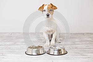 Cute small dog sitting and waiting to eat his bowl of dog food. Pets indoors. Concept