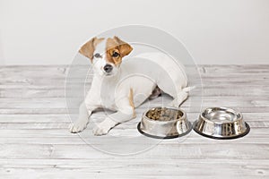 Cute small dog sitting and waiting to eat his bowl of dog food. Pets indoors. Concept