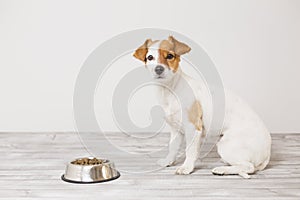 Cute small dog sitting and waiting to eat his bowl of dog food. Pets indoors. Concept