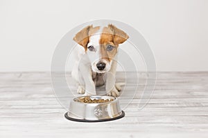 Cute small dog sitting and waiting to eat his bowl of dog food. Pets indoors. Concept