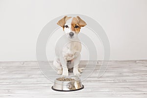 Cute small dog sitting and waiting to eat his bowl of dog food. Pets indoors. Concept