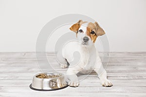 Cute small dog sitting and waiting to eat his bowl of dog food. Pets indoors. Concept