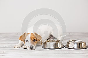 Cute small dog sitting and waiting to eat his bowl of dog food. Pets indoors. Concept