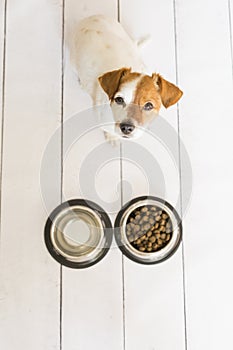 Cute small dog sitting and waiting to eat his bowl of dog food. Pets indoors. Concept. top view