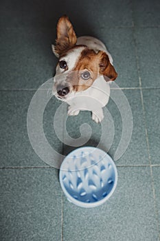 Cute small dog sitting and waiting to eat his bowl of dog food. Pets indoors. Concept. Top view. special slow eating plate
