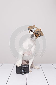 Cute small dog sitting on the white floor and wearing glasses. Looking intelligent and curious. Vintage camera besides him. Pets